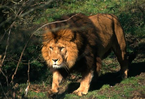 barbary lion morocco.